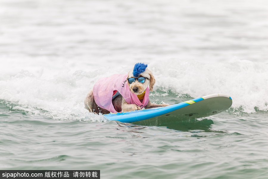 狗狗也沖浪！實拍美國加州小狗沖浪瞬間 妙趣橫生萌態十足