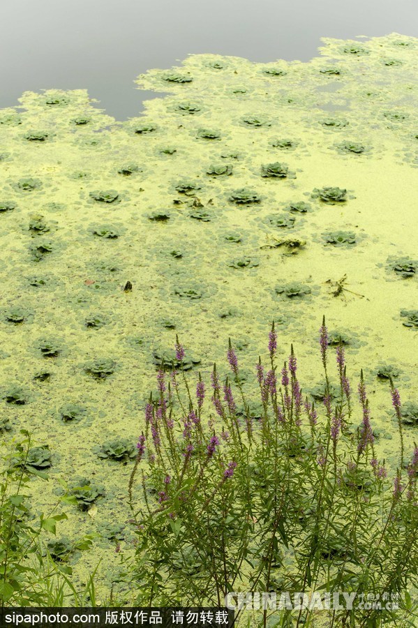 美國(guó)紐堡藍(lán)綠藻類泛濫成災(zāi) 河水散發(fā)惡臭