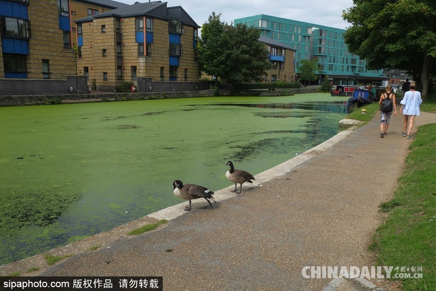 倫敦最古老運(yùn)河 覆蓋厚厚綠藻觸目驚心