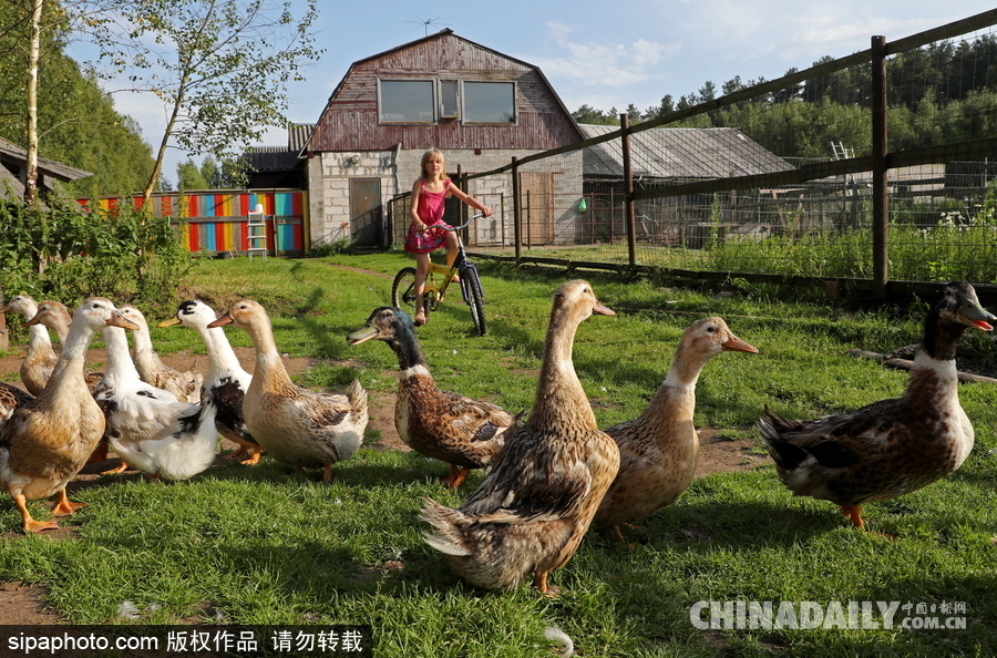 俄羅斯村莊里的“澳大利亞農場” 充滿田園自然風情