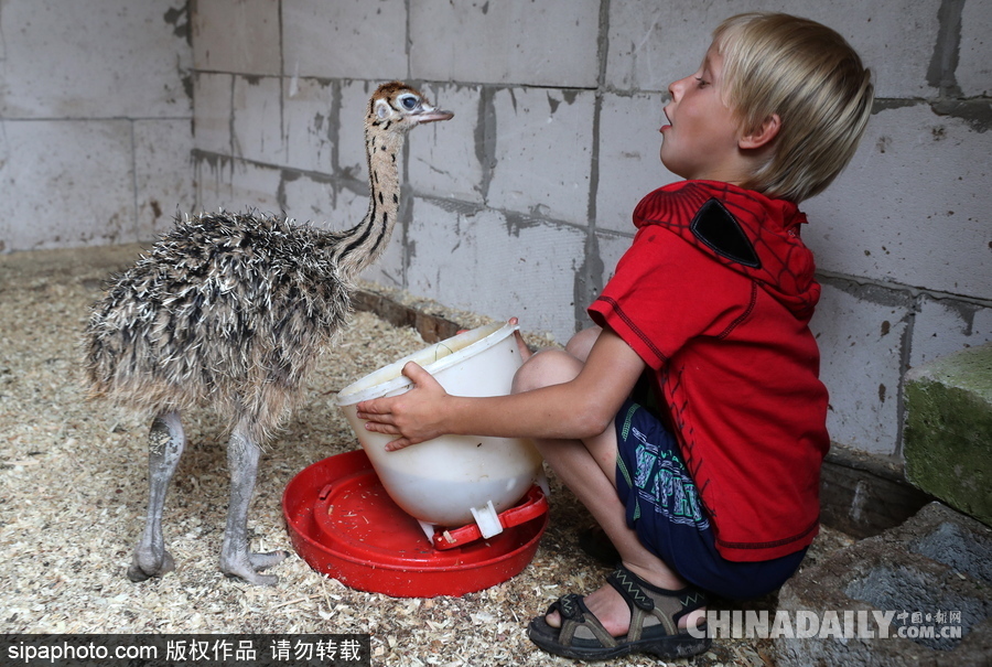 俄羅斯村莊里的“澳大利亞農場” 充滿田園自然風情