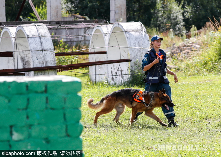 走進救援“特種兵”的成長 俄羅斯搜救犬進行訓(xùn)練測試