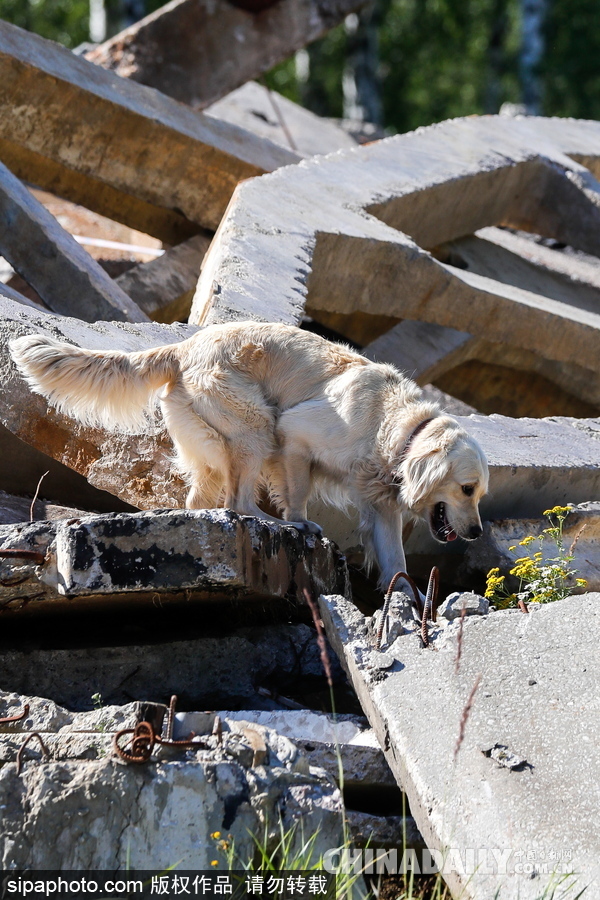 走進救援“特種兵”的成長 俄羅斯搜救犬進行訓練測試