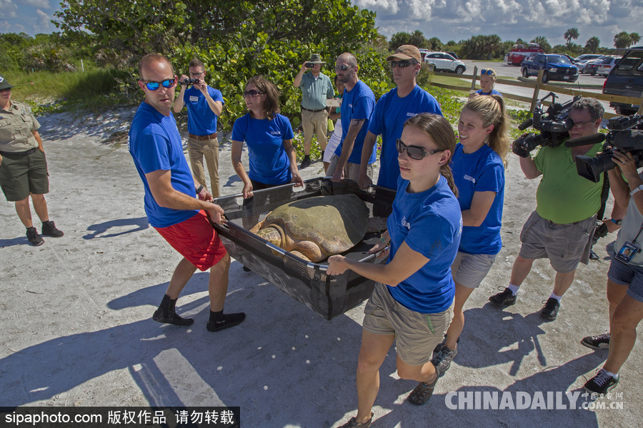 美國一紅海龜接受康復(fù)治療后回歸大自然