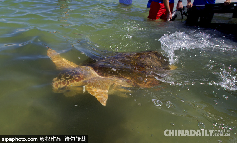 美國一紅海龜接受康復(fù)治療后回歸大自然