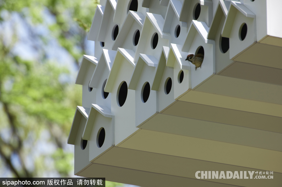 令人驚嘆！日本建筑公司筑起共享樹屋 人類可與鳥兒在屋內(nèi)同住