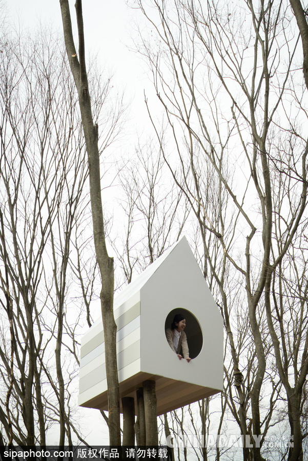 令人驚嘆！日本建筑公司筑起共享樹屋 人類可與鳥兒在屋內(nèi)同住