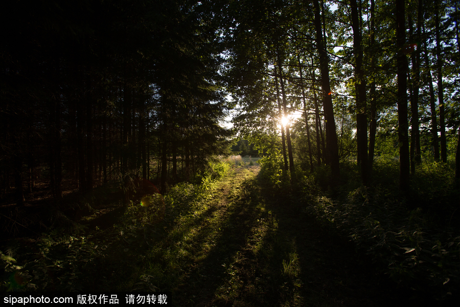 歐洲最后的原始森林——波蘭比亞沃耶扎國家公園