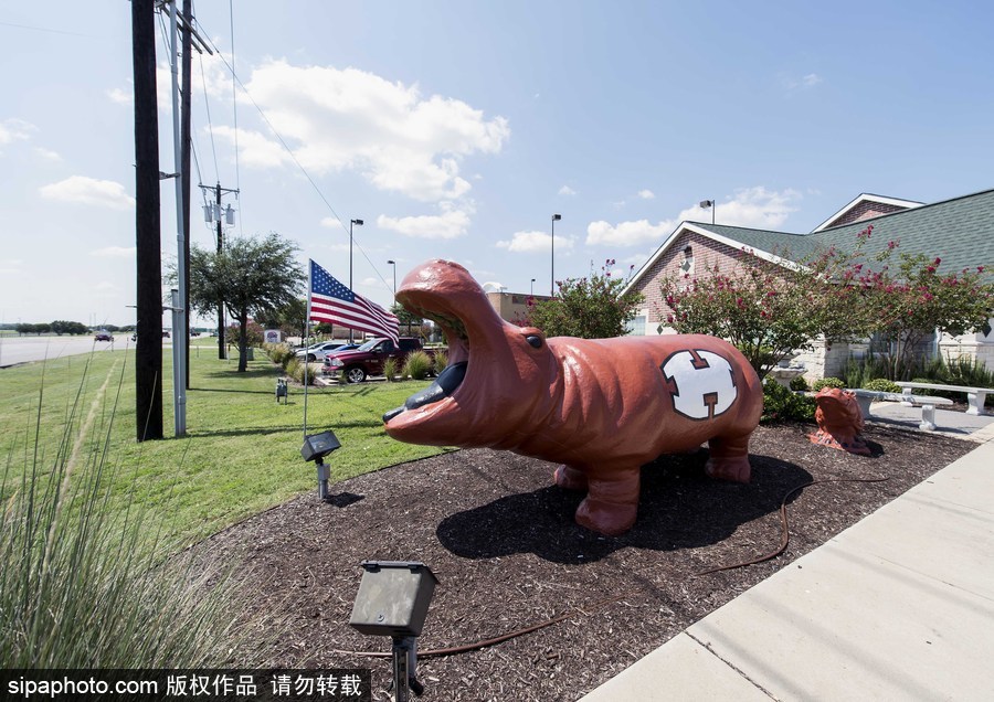 “河馬小鎮”美國胡托 街頭遍布河馬雕塑