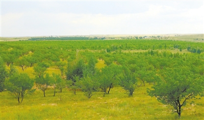 河洛圖小流域水土保持綜合治理區(qū)： 綠意滋潤(rùn) 美富兼收