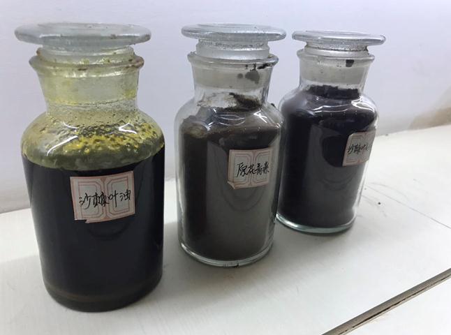 荒漠化防治與經濟效益并行：鄂爾多斯沙棘產業“綠色崛起”