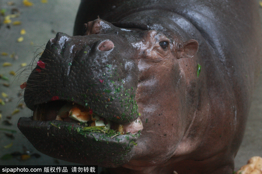 泰國為最長壽河馬“馬里”舉辦51歲生日會 吃相萌翻游客