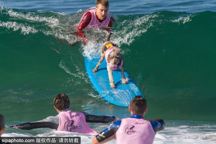 美國(guó)加州舉辦狗狗沖浪比賽 汪星人秀水上功夫