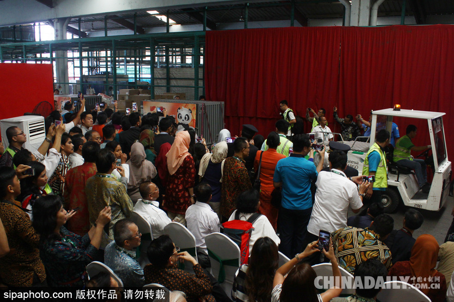 中國(guó)大熊貓首次旅居印尼 兩只萌家伙抵達(dá)機(jī)場(chǎng)受到熱烈歡迎