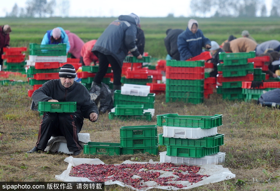 白俄羅斯布列斯特地區迎蔓越莓收獲季節 采收工作繁忙盛況空前