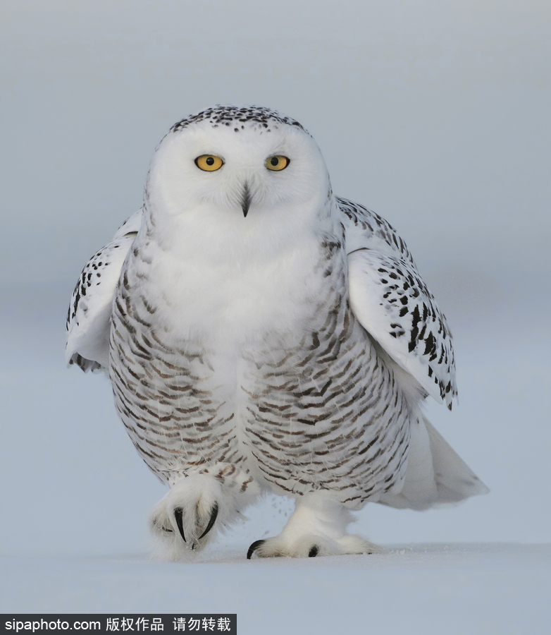 一見(jiàn)你就笑 冰天雪地中的雪鸮呆頭呆腦萌化了