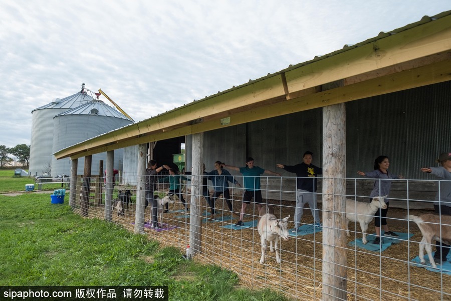 美國(guó)興起“山羊瑜伽” 羊在人身上隨意踩