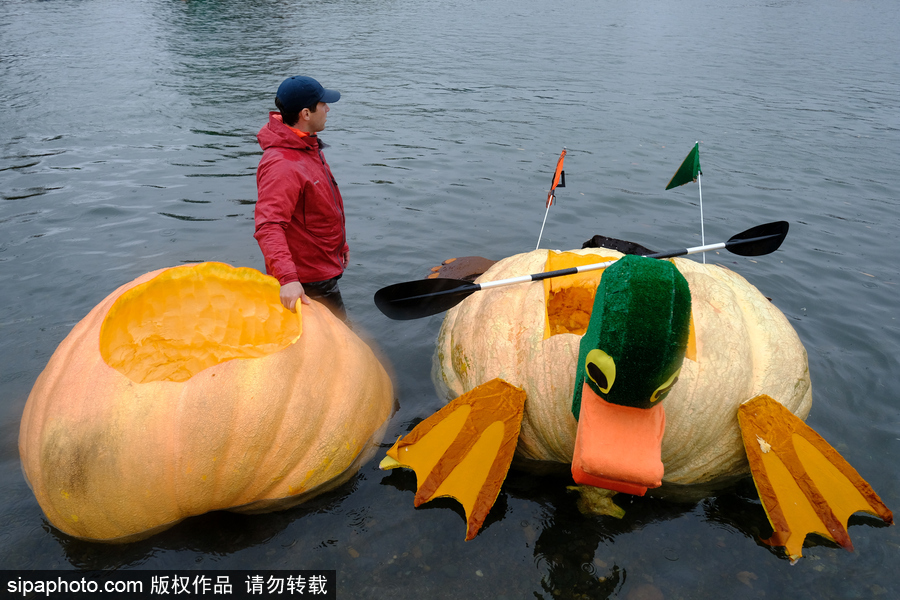 美國巨型南瓜賽舟會(huì) 選手劃小船趣味十足