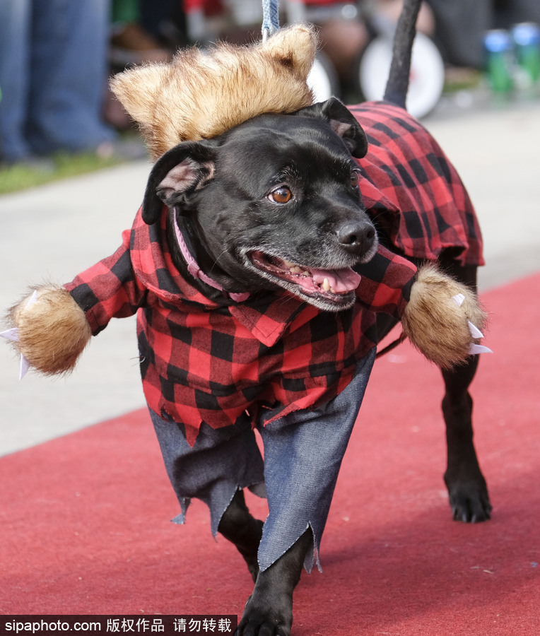 美國洛杉磯萬圣節狗狗大游行開啟 汪星人搞怪變裝逗趣十足