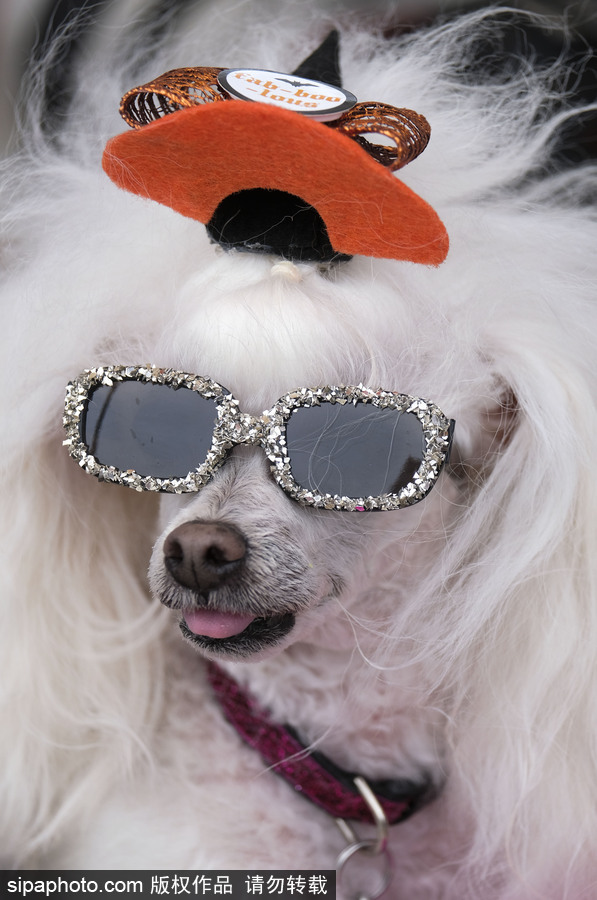 美國(guó)洛杉磯萬(wàn)圣節(jié)狗狗大游行開啟 汪星人搞怪變裝逗趣十足