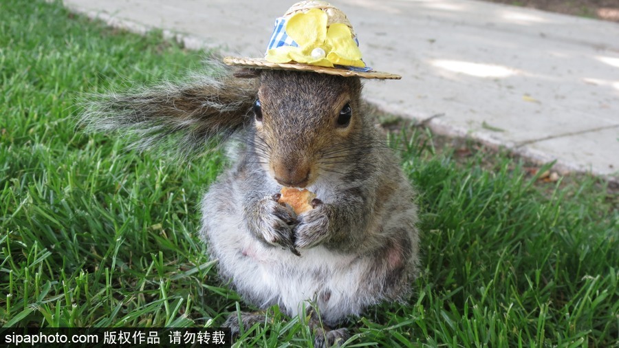 松鼠愛打扮！ 美國社交障礙女生擺拍松鼠一夜爆紅