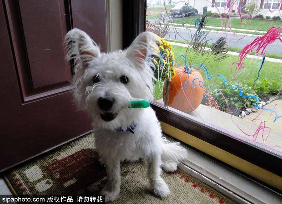 主人的內心是崩潰的！ 盤點寵物破壞大法