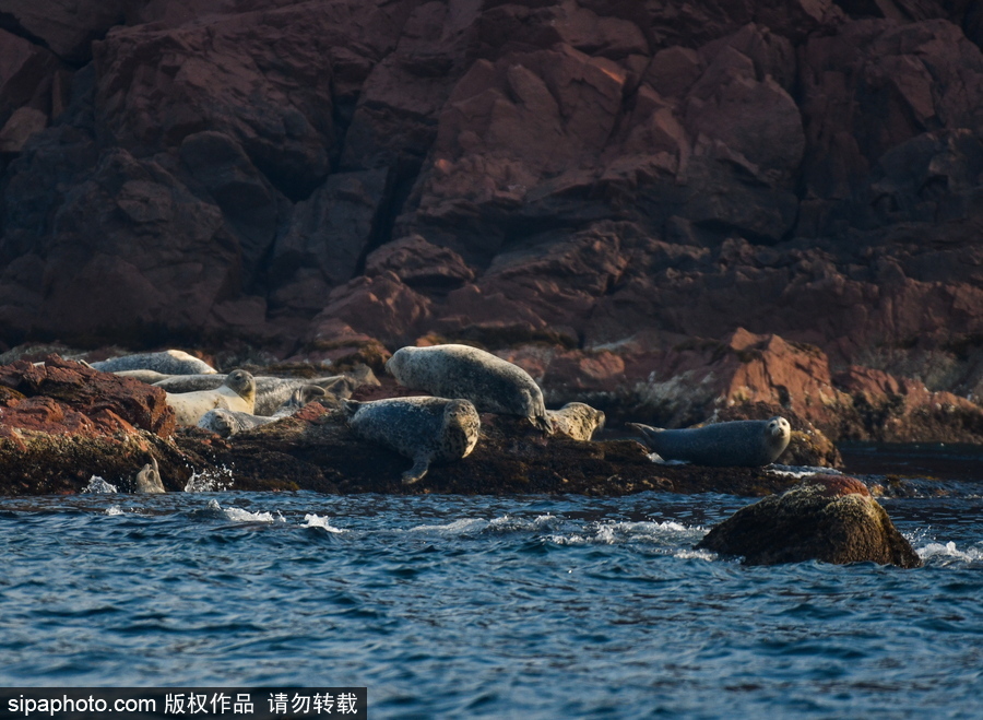 俄羅斯彼得大帝灣的海豹 岸邊休息模樣懶洋洋