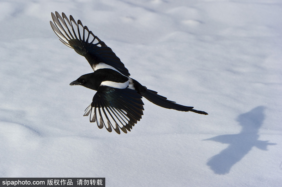 純凈的北方國度 加拿大冬日風光