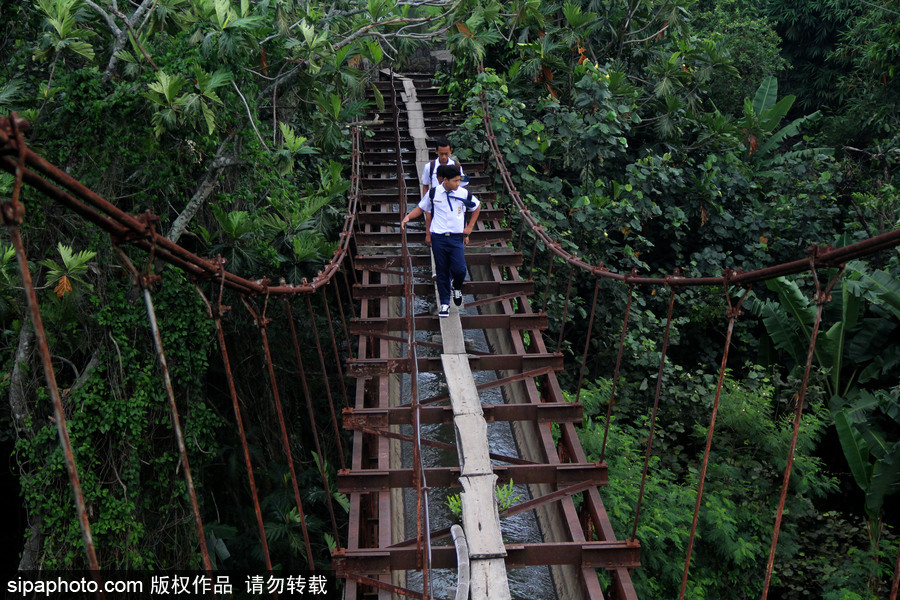 印尼學(xué)生驚險上學(xué)路 超窄木板吊橋穿叢林