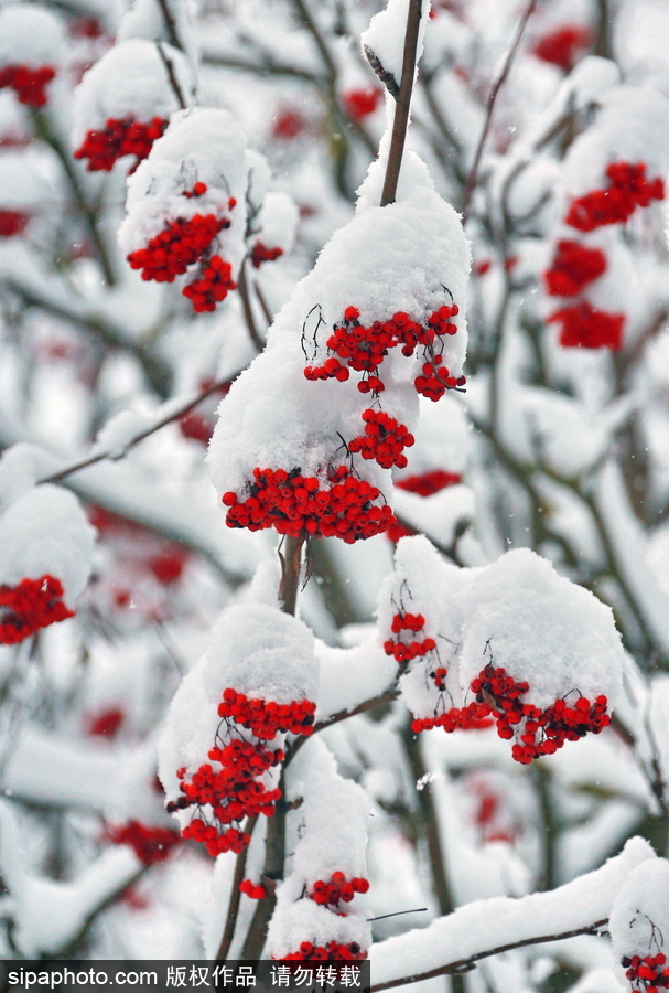 自然合奏曲！俄羅斯伊凡諾沃初冬皚皚白雪干凈純粹