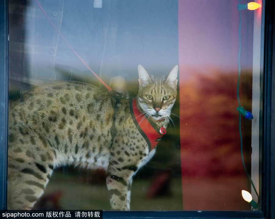 喵屆大長腿！ 世界最高的貓咪總身高48公分