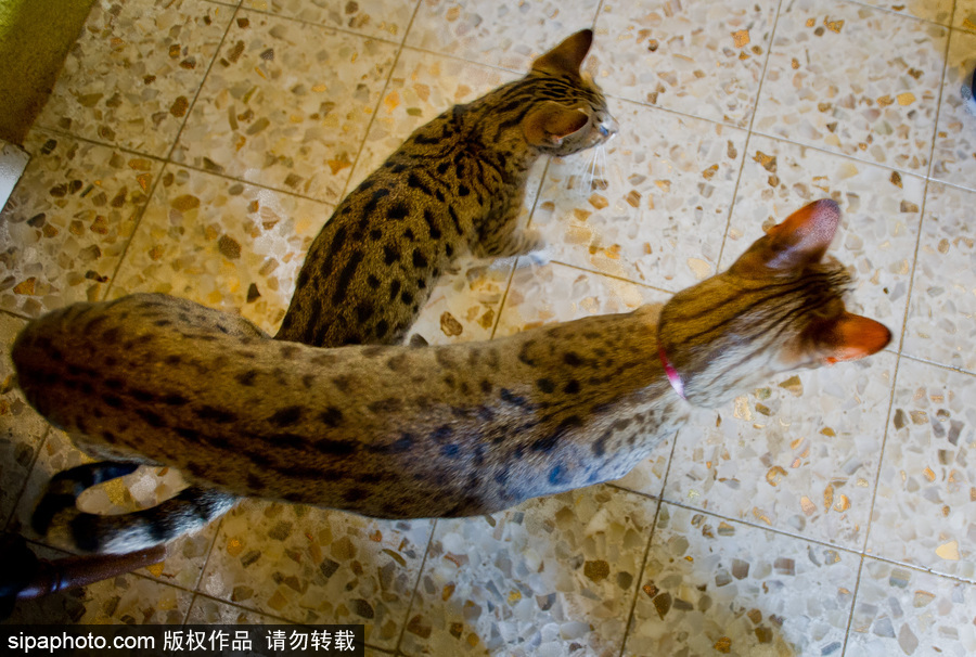 喵屆大長腿！ 世界最高的貓咪總身高48公分