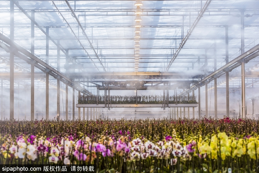 溫暖如春的景象 荷蘭韋斯特蘭溫室內部