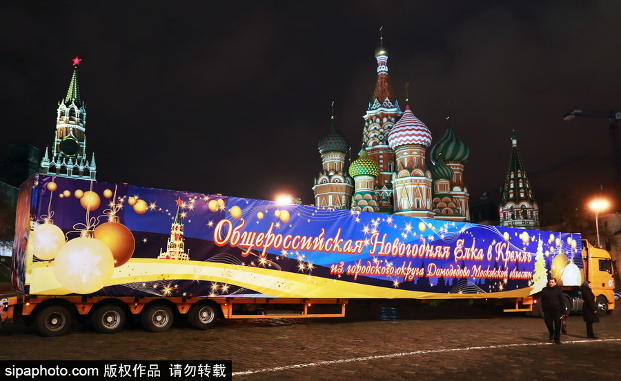 迎接圣誕節！ 巨型圣誕樹搭乘卡車運抵克里姆林宮