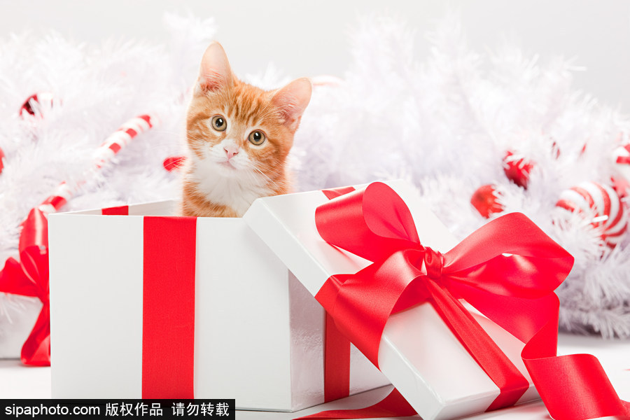 主人看我夠萌嗎？ 盤點(diǎn)萌寵系列圣誕照