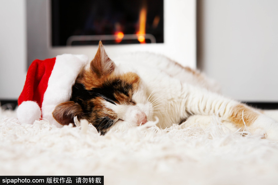 主人看我夠萌嗎？ 盤點萌寵系列圣誕照