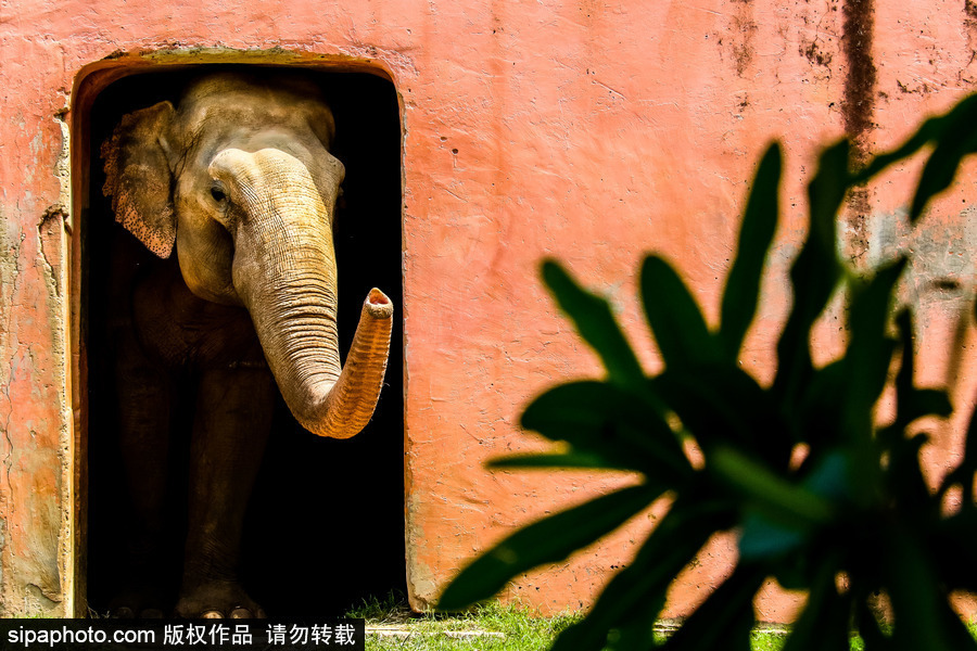 南美洲的微型動物世界 探訪巴西索羅卡巴動物園