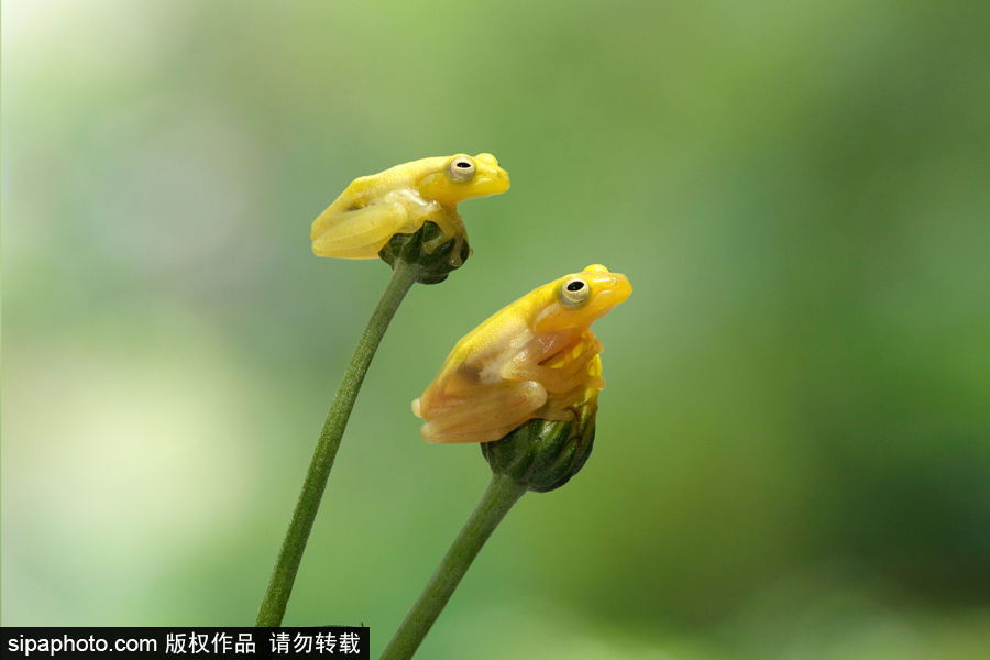 你的“蛙兒子”回來了嗎？盤點(diǎn)動(dòng)物界佛系蛙日常萌照