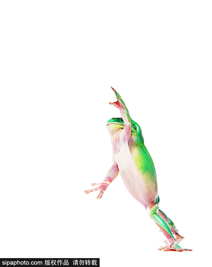 你的“蛙兒子”回來了嗎？盤點動物界佛系蛙日常萌照