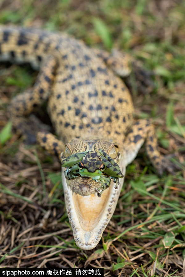 你的“蛙兒子”回來(lái)了嗎？盤點(diǎn)動(dòng)物界佛系蛙日常萌照