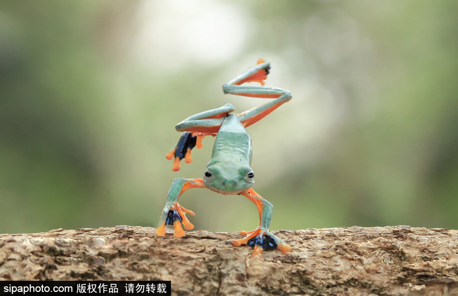 你的“蛙兒子”回來了嗎？盤點(diǎn)動物界佛系蛙日常萌照