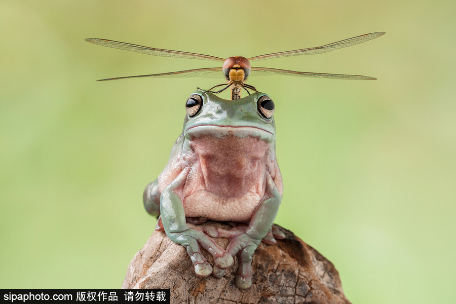 你的“蛙兒子”回來(lái)了嗎？盤點(diǎn)動(dòng)物界佛系蛙日常萌照