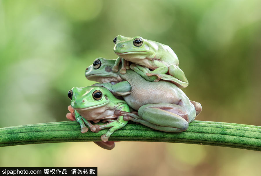 你的“蛙兒子”回來了嗎？盤點動物界佛系蛙日常萌照