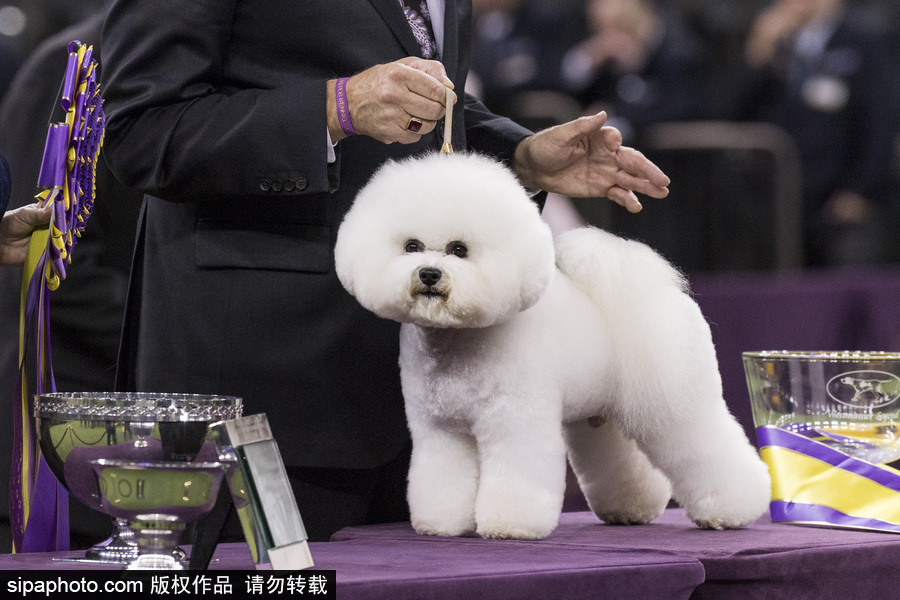 威斯敏斯特142屆狗展開幕 萌犬與主人互動樂趣十足