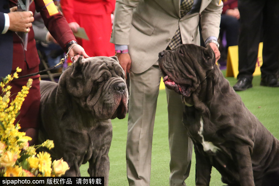威斯敏斯特142屆狗展開幕 萌犬與主人互動樂趣十足