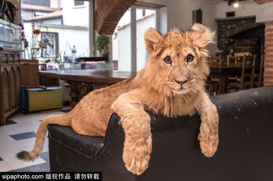 法國夫妻養獅子幼崽 恩愛日常令人艷羨
