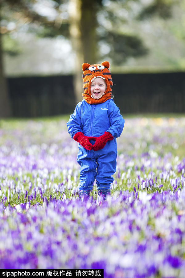 天真爛漫！ 兒童薰衣草花田玩耍童趣無(wú)限