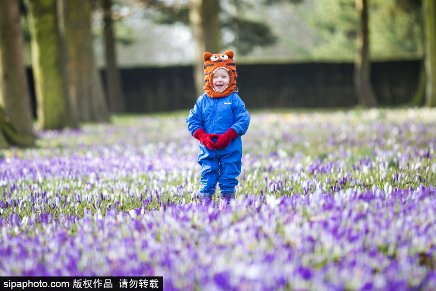 天真爛漫！ 兒童薰衣草花田玩耍童趣無限
