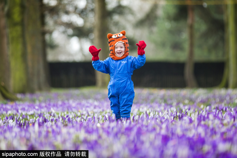 天真爛漫！ 兒童薰衣草花田玩耍童趣無限