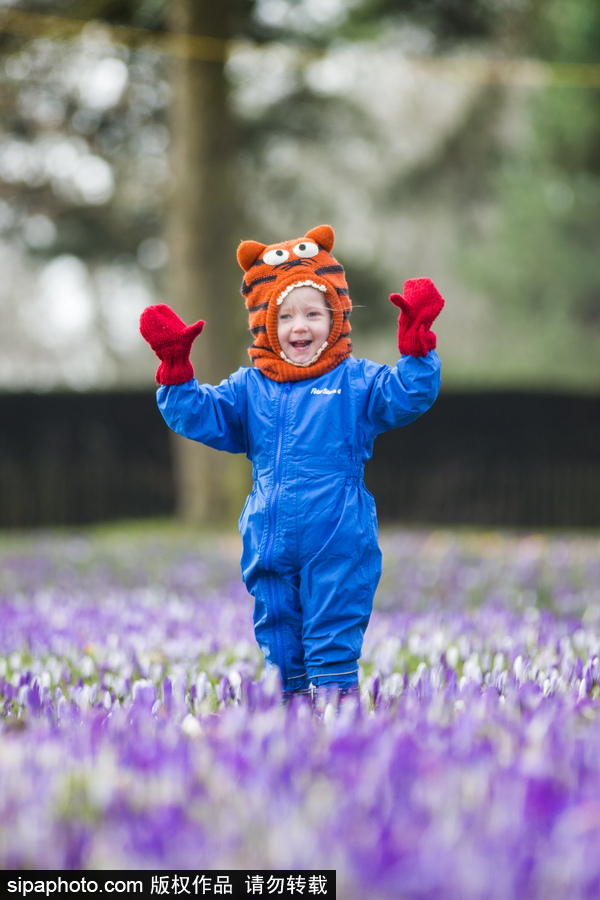 天真爛漫！ 兒童薰衣草花田玩耍童趣無限